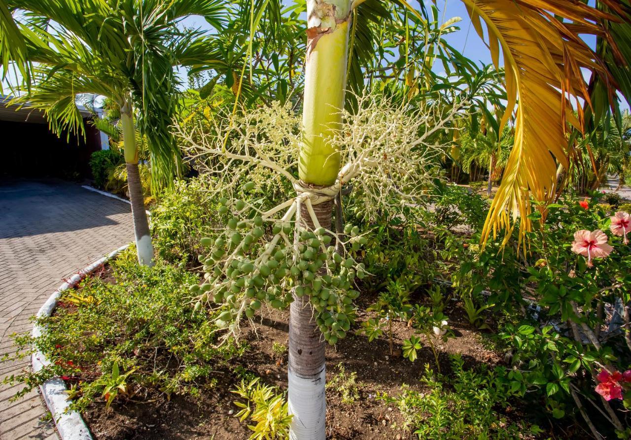 Nature'S Choice Home Richmond Palms, Jamaica Exteriör bild